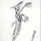 Dead Lily 2